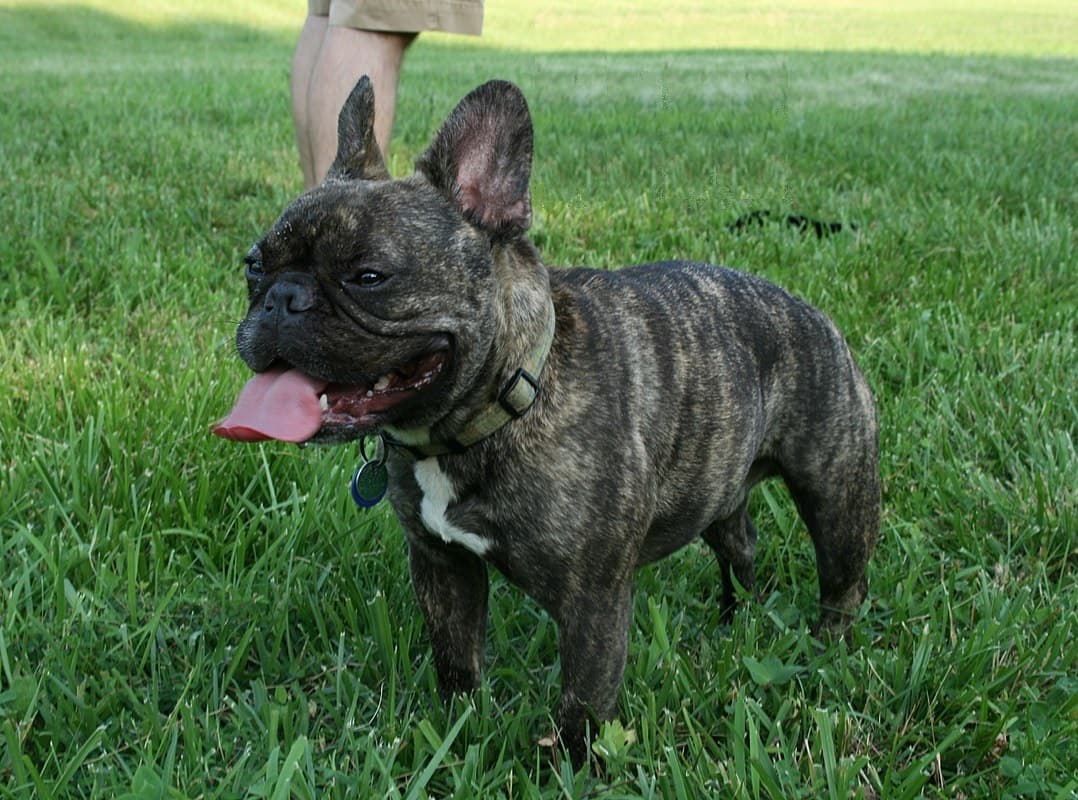 Fawn French Bulldog playing outdoors
