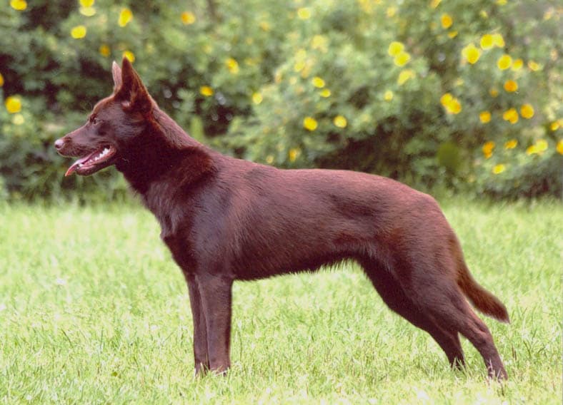 Australian Kelpie working dog at attention