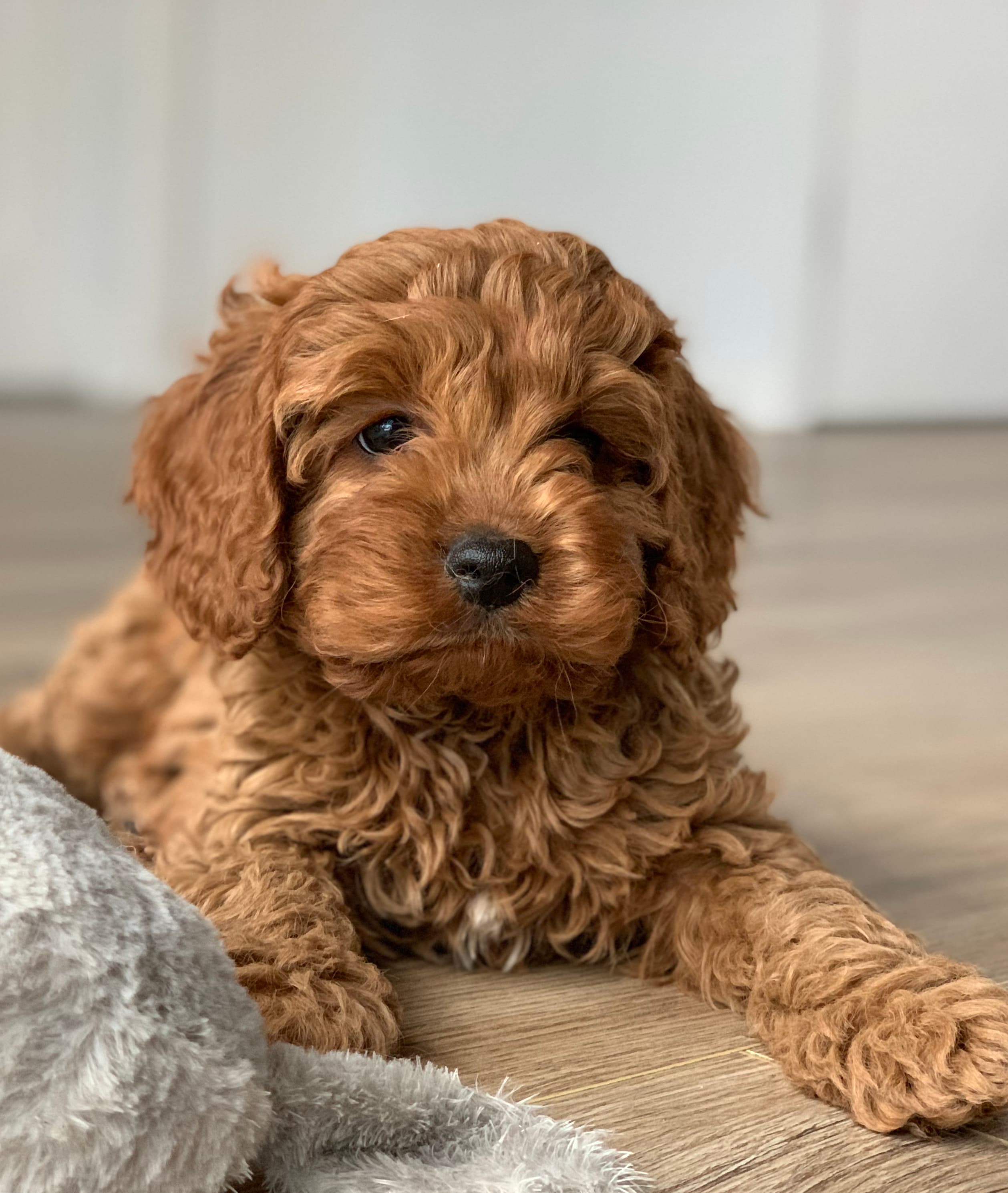 F1 red toy Cavoodle puppy on a white background