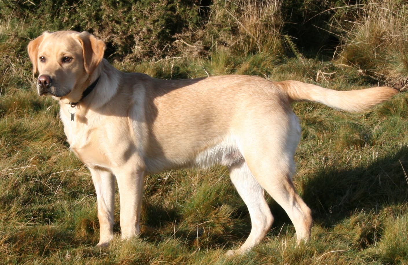 Yellow Labrador Retriever sitting in heather
