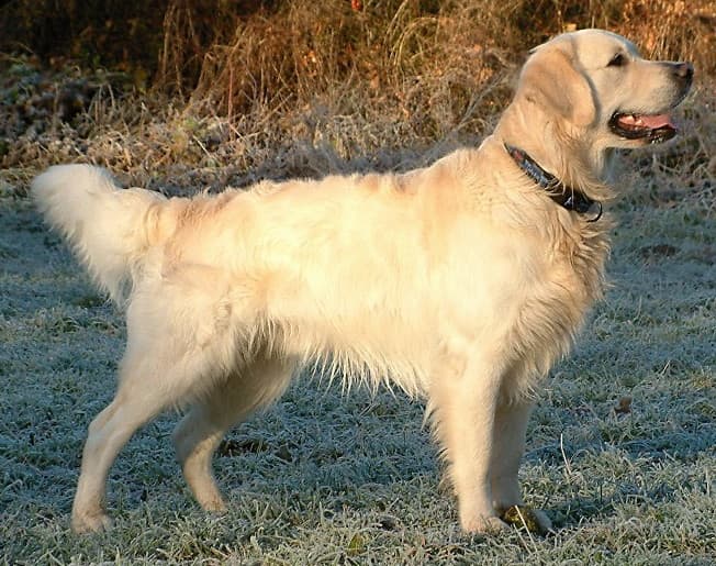 Adult Golden Retriever portrait