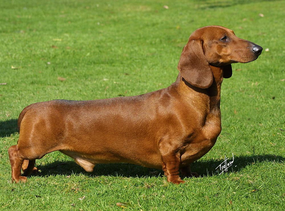 Smooth-coat Mini Dachshund