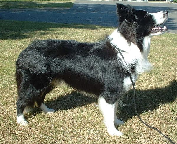 Black and white Border Collie working dog