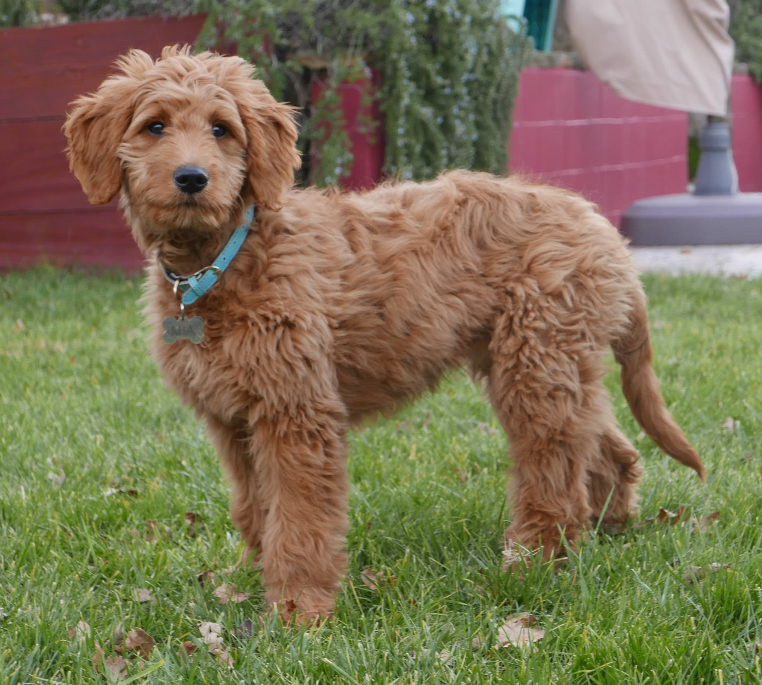 Cream Groodle (Goldendoodle) standing on grass